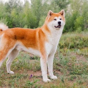 Japanese Akitainu