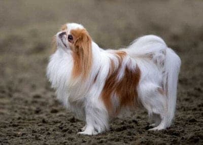 Japanese Chin