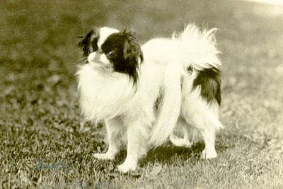 Japanese Spaniel (Chin)