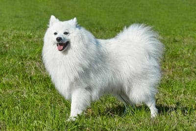 Japanese Spitz