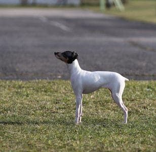 Japanese Terrier