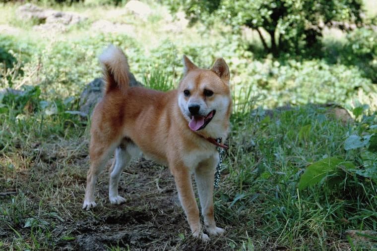 Jeju dog