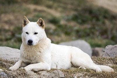 Jindo