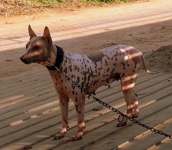 Jonangi