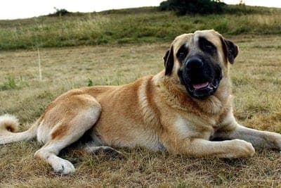 Kangal Dog