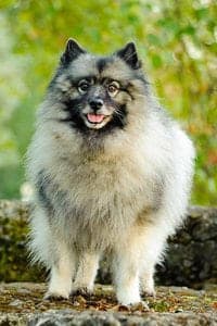 Keeshond
