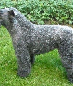 Kerry Blue Terrier