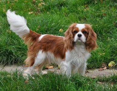 King Charles Spaniel