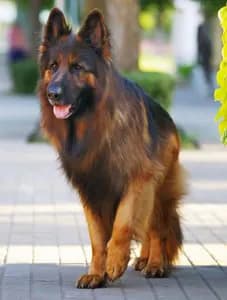 King Shepherd
