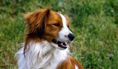 Kooikerhondje