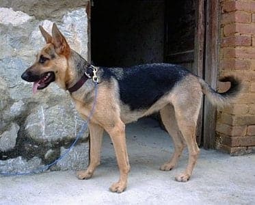 Kunming Dog
