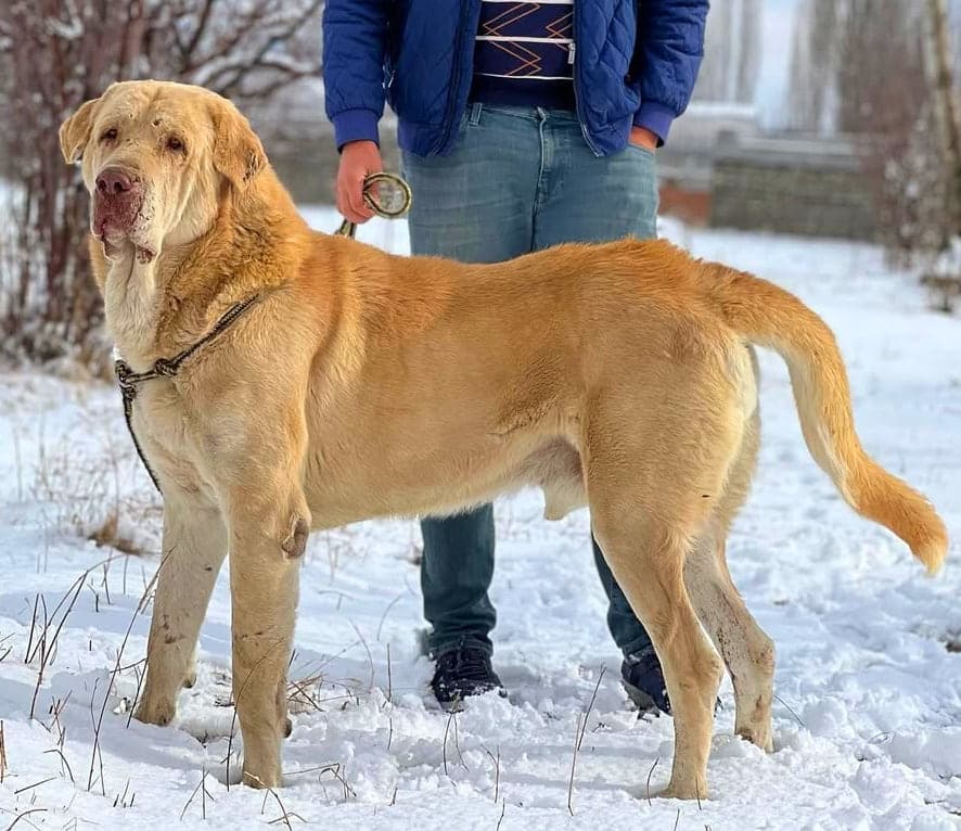 Kurdish Mastiff