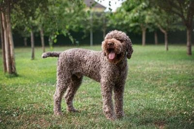 Lagotto Romagnolo