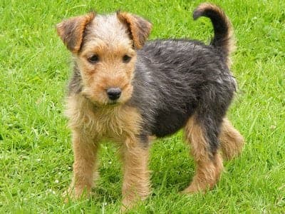 Lakeland Terrier