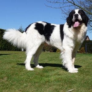 Landseer