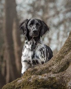 Large Münsterländer