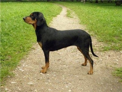 Latvian Hound