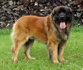 Leonberg
