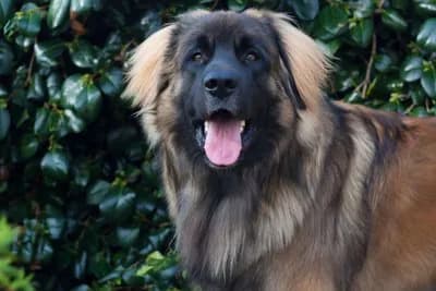 Leonberger