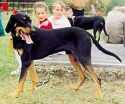 Lithuanian Hound