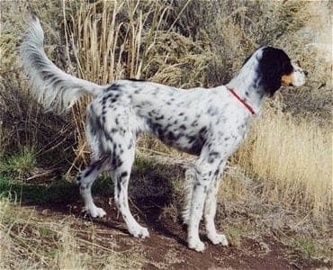 Llewellin Setter