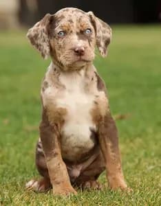 Louisiana Catahoula Leopard Dog
