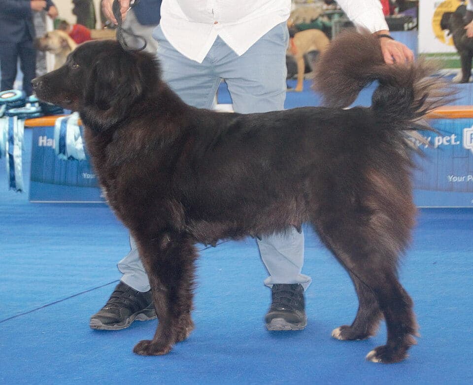 Macedonian Shepherd Dog Karaman