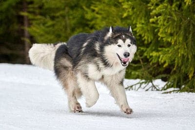 Malamute