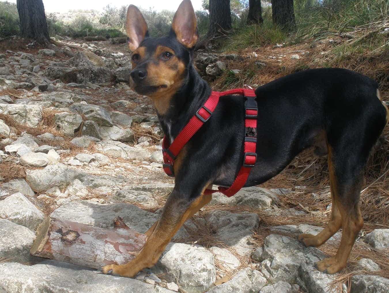 Ca Rater Mallorquí