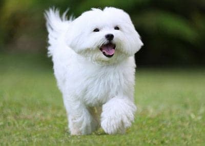 Maltese