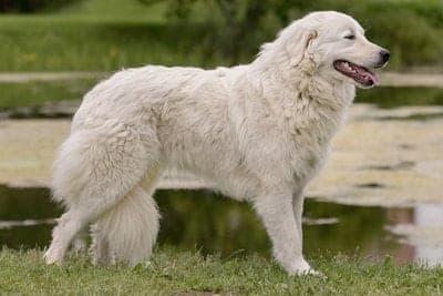 Maremma Sheepdog