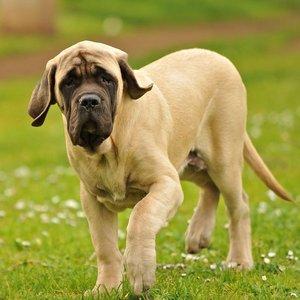 Mastiff