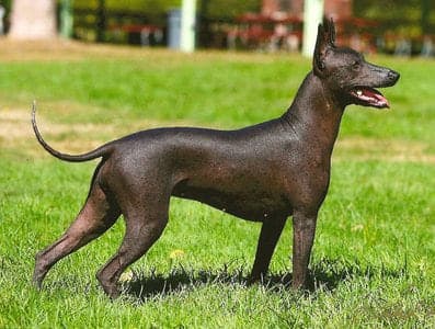Mexican Hairless