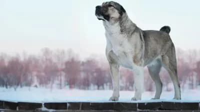 Middle Asian Ovtcharka