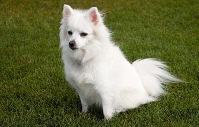 Miniature American Eskimo