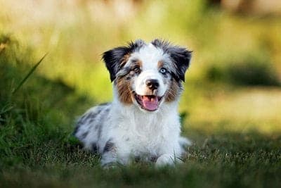 Miniature American Shepherd