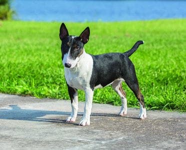 Miniature Bull Terrier