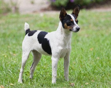Miniature Fox Terrier