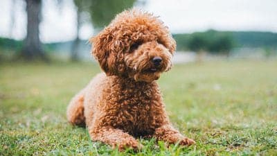 Miniature Poodle