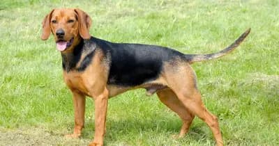 Montenegrin Mountain Hound