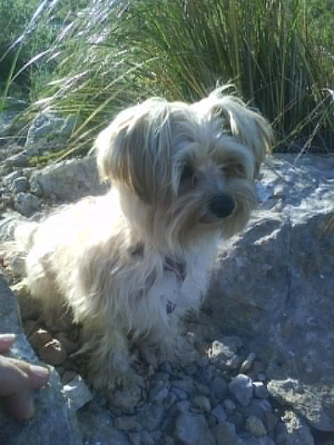 Morkie
