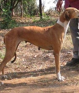Mudhol Hound