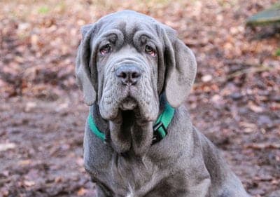 Neapolitan Mastiff