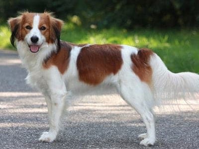 Nederlandse Kooikerhondje
