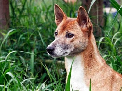 New Guinea Singing Dog