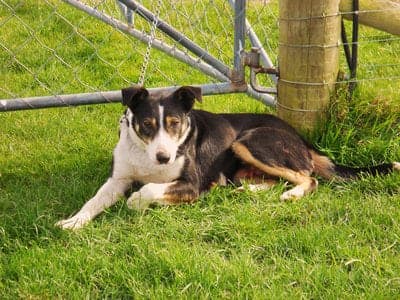 New Zealand Heading Dog