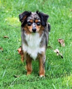North American Miniature Australian Shepherd