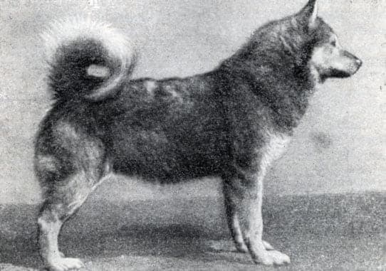 North-Easthrly Haaling Laika