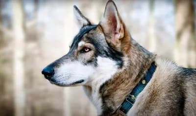 Northern Inuit Dog