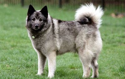Norwegian Elkhound